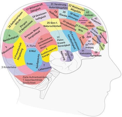 Hirn Aufteilung Nach Von Gesundheit Anatomie Lernen