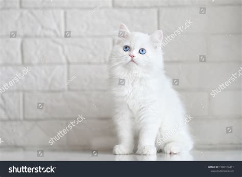 White Cat With Blue Eyes Images Stock Photos Vectors