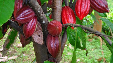 Cultivos Agrícolas IntroducciÓn Cultivo Del Cacao