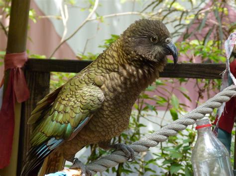 Kea Animal Kingdom Walt Disney World Andrew King Flickr