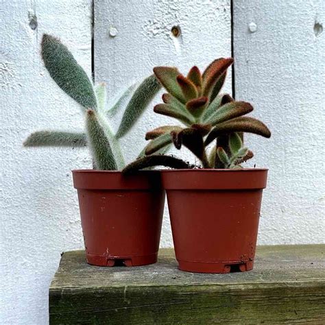 Kalanchoe Tomentosa Various Tend Greenpoint