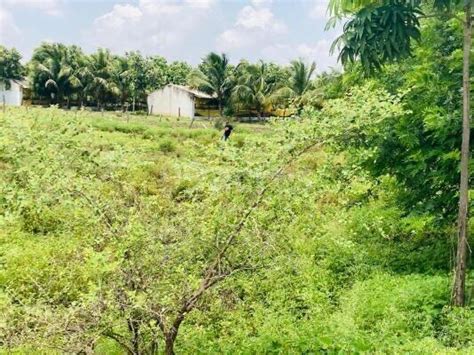 Agriculture Farm Land For Sale In Chevella Hyderabad 4889 Sq Yard