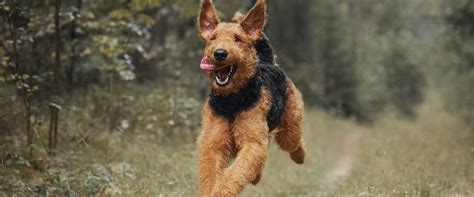 25 Terrific Terrier Breeds | TrustedHousesitters.com