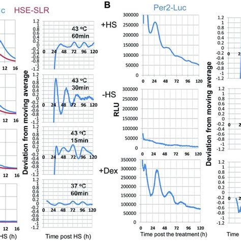 Heat Shock Factor 1 Hsf1 Deficiency Abolishes The Heat Shock Download Scientific Diagram