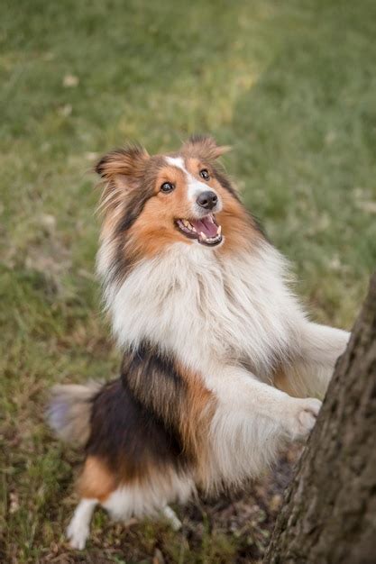 Um cão de pé sobre as patas traseiras e olhando para uma árvore Foto