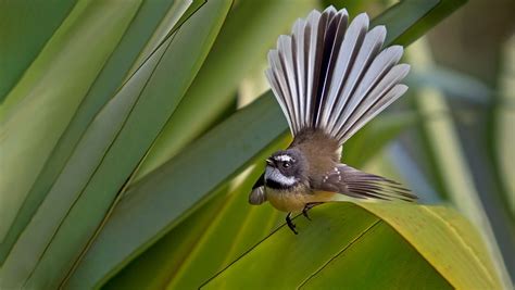 Fantail/pīwakawaka: New Zealand native land birds