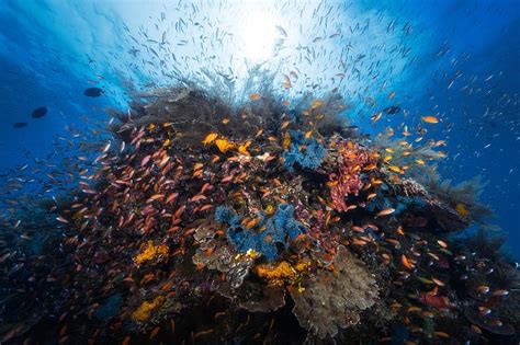 Mar Luz Pescado El Oc Ano Mundo Submarino Bajo El Agua Arrecife