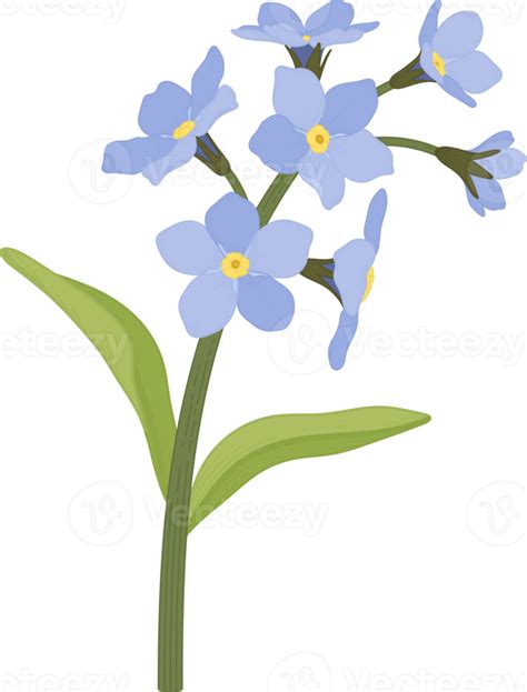 Blue Forget Me Not Flower Hand Drawn Illustration 10173474 PNG