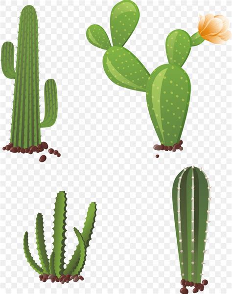 Cactaceae Clip Art Png X Px Cactaceae Barbary Fig Cactus