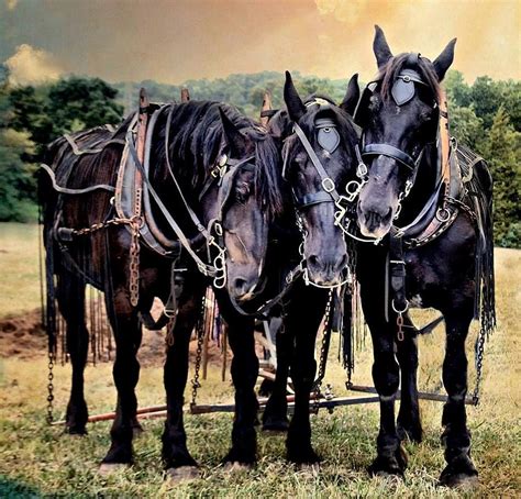 Black Draft Horse Breeds