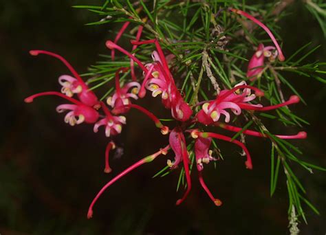 Grevilleas Genus Grevillea · Inaturalist