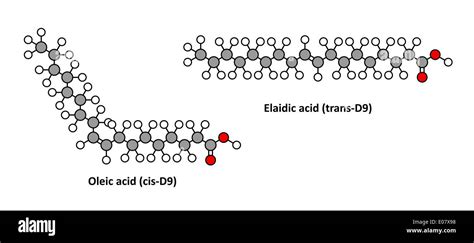 Fatty Trans Cis Acid Acids Lipids Form Biology Bond Double Model