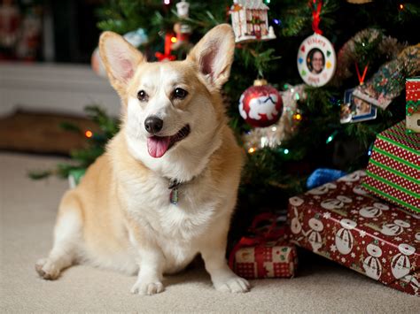 🔥 [50+] Christmas Corgi Wallpapers | WallpaperSafari