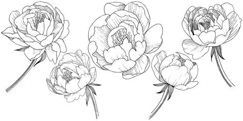 Peony Flower Drawing