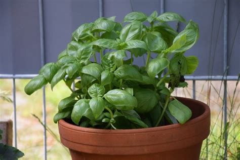 Come Coltivare Il Basilico In Vaso Sul Balcone