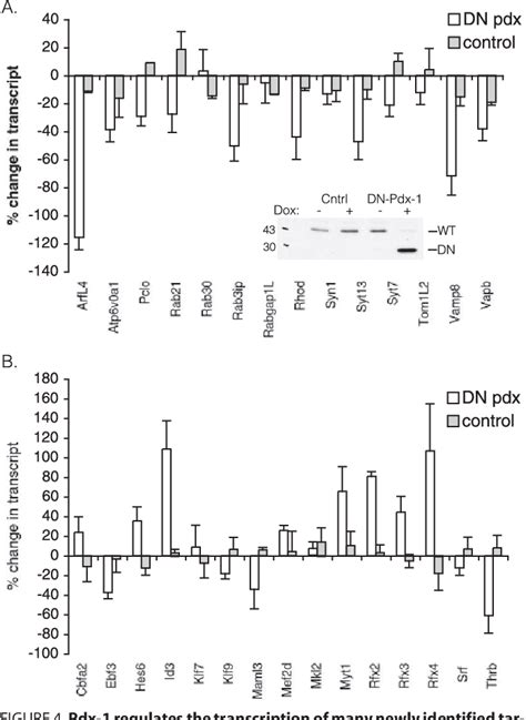 Figure 1 From Characterization Of Pancreatic Transcription Factor Pdx 1