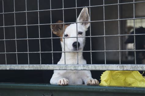 Scoperto Un Traffico Illecito Di Cani A Senigallia