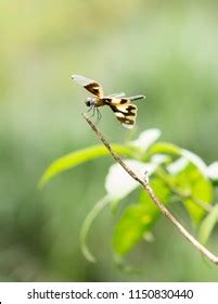 Female Rhyothemis Variegata Known Common Picture Stock Photo 1150830440