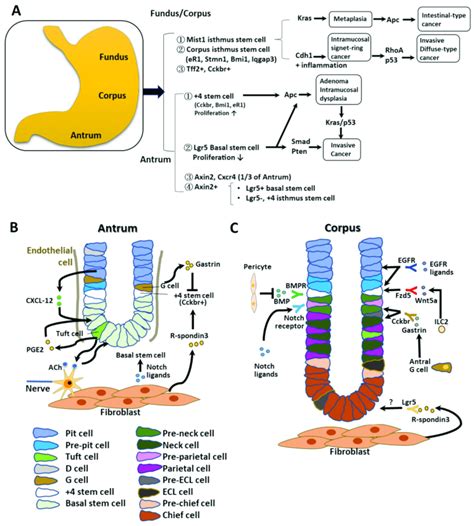 Schematic Representation Of Gastric Stem Cells And Stem Cell Niches