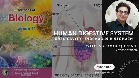 Human Digestive System Oral Cavity And Stomach Biology Urdu Hindi