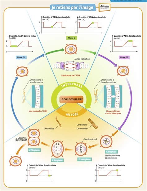 schéma bilan cycle cellulaire Cycle cellulaire Biologie cellulaire