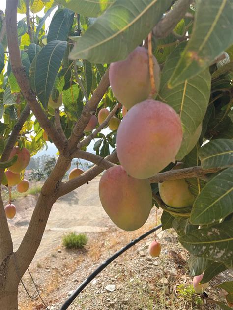 Calidad Y Mejora De La Floraci N En El Cultivo Del Mango Centran La