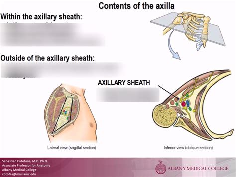 Axilla Diagram Quizlet