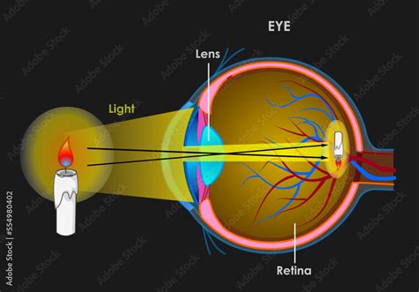 Human Eye See Anatomy Structure Parts Retina Optic Nerve Include