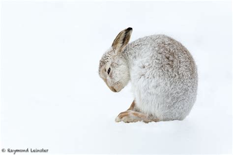 Scotland, United Kingdom: "This Mountain Hare appears to be deep in ...