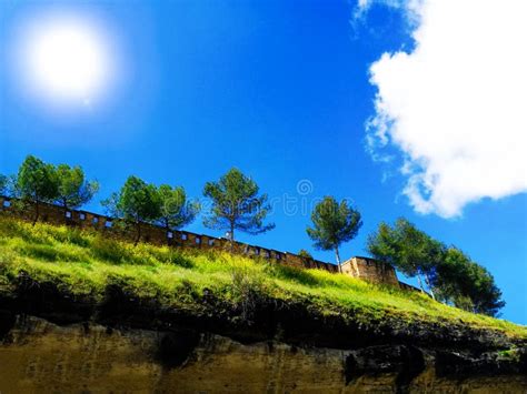 Beautiful Pine Trees On Background High Mountains Stock Image Image