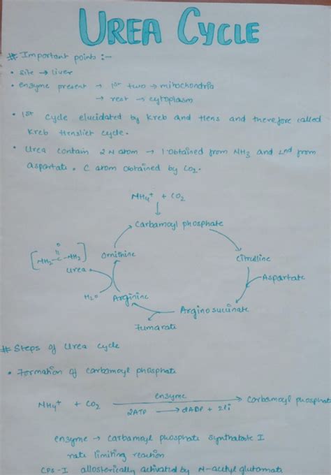 Urea Cycle Part 1 Urea Cycle Science Notes Biochemistry