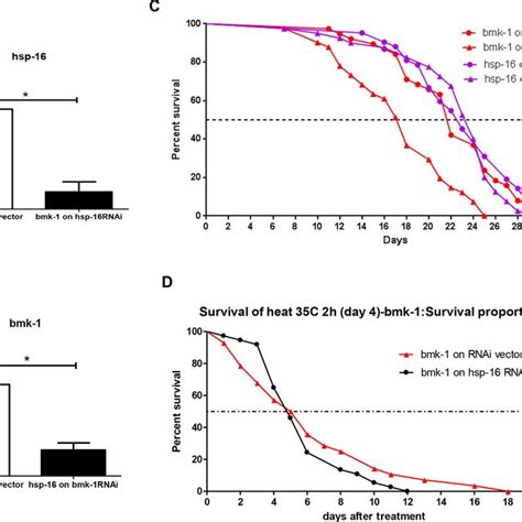 Bmk 1 Over Expression Extends Lifespan And Bmk 1 Inhibition By RNAi