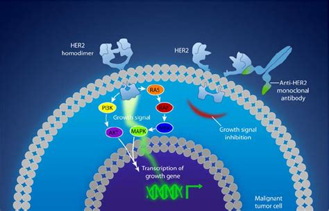 A Mechanism Of Therapeutic Action Of Humanized Monoclonal Antibody