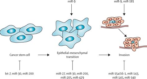 MicroRNAs In Cancer Management The Lancet Oncology