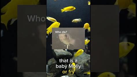 How To Care For Molly Fish Fry Mollyfish Fry Fishfry Fishbabies