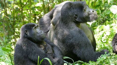 Gorillas und Geschlechterrollen: Berggorillas zeigen, das Kraft nicht