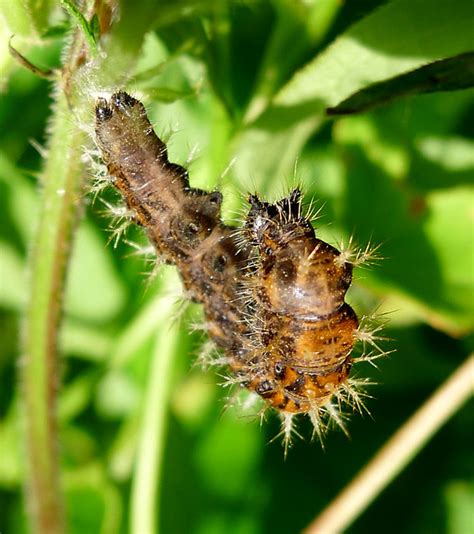 Comma Caterpillar Preparing To Become A Chrysalis Flickr Photo