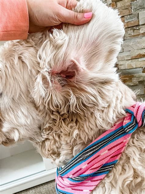 Goldendoodle Ear Infections — Matthews Legacy Farm