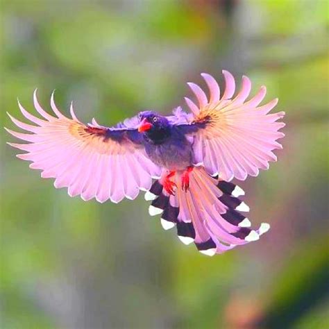 32 best Pink Birds images on Pinterest | Beautiful birds, Fluffy pets ...