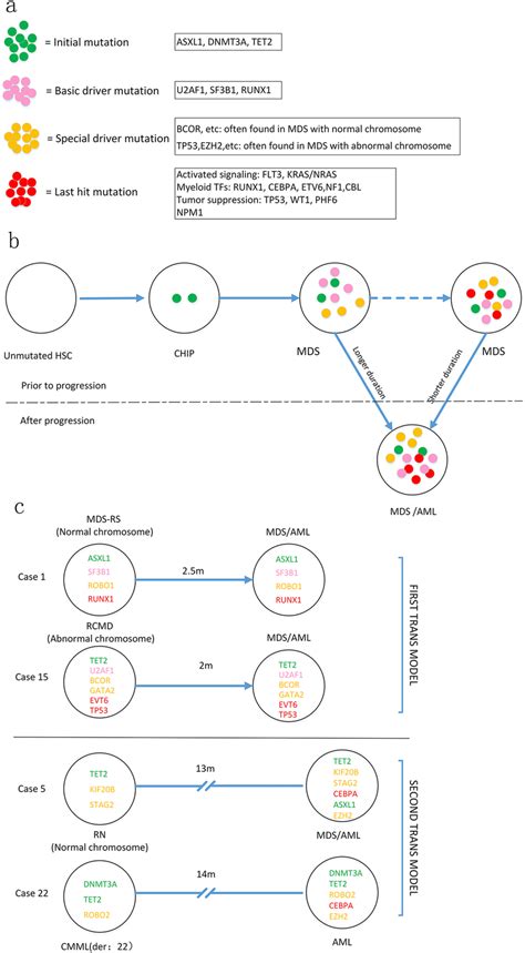 Schematic Depiction Of MDS Evolution A Schematic Diagram Of