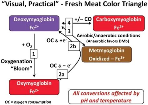 Schematic Of The Visual Practical Interconversions Of Myoglobin Redox Download Scientific