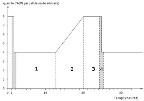 Evolution de la quantité d ADN dans le cycle cellulaire Diagram Quizlet