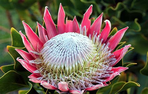 Giant King Protea Seedsprotea Cynaroides Seeds Honeypot Etsy