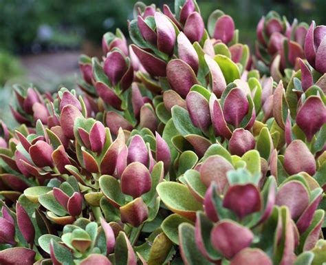 Crassula Multicava Purple Purple Fairy Crassula