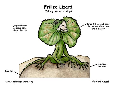 Lizard (Frilled)