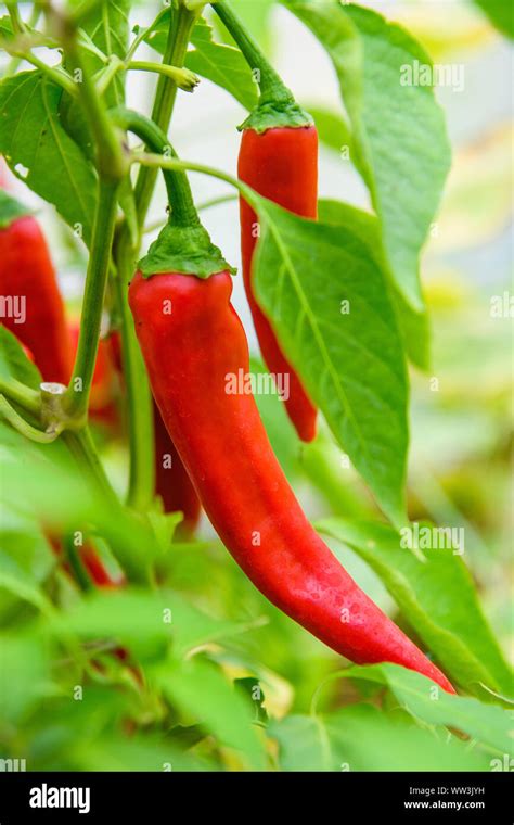 Red Hot Chili Peppers Plants On A Branch Stock Photo Alamy