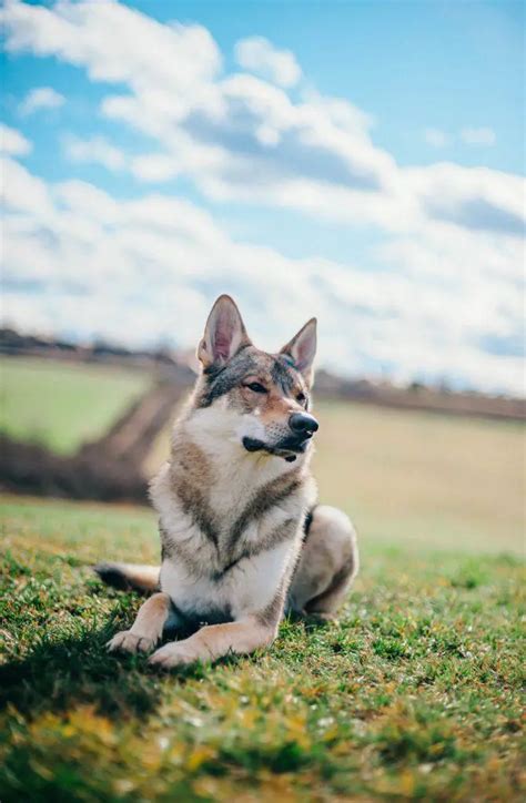 Find Out More About the Tamaskan Dog - Dogable