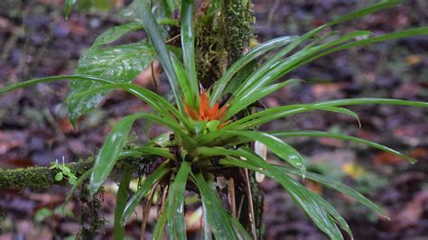 What’s This? Make Searching Rainforest Flowers Easier - Cool Green Science