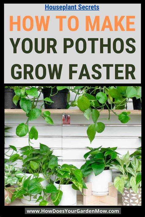 How To Make Your Pothos Grow Faster Fast Growing Plants Pothos Plant