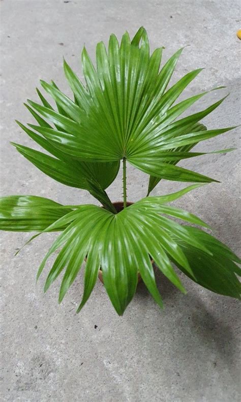 Livistona Chinensis The Chinese Fan Palm Fountain Palm 15 90 23 90